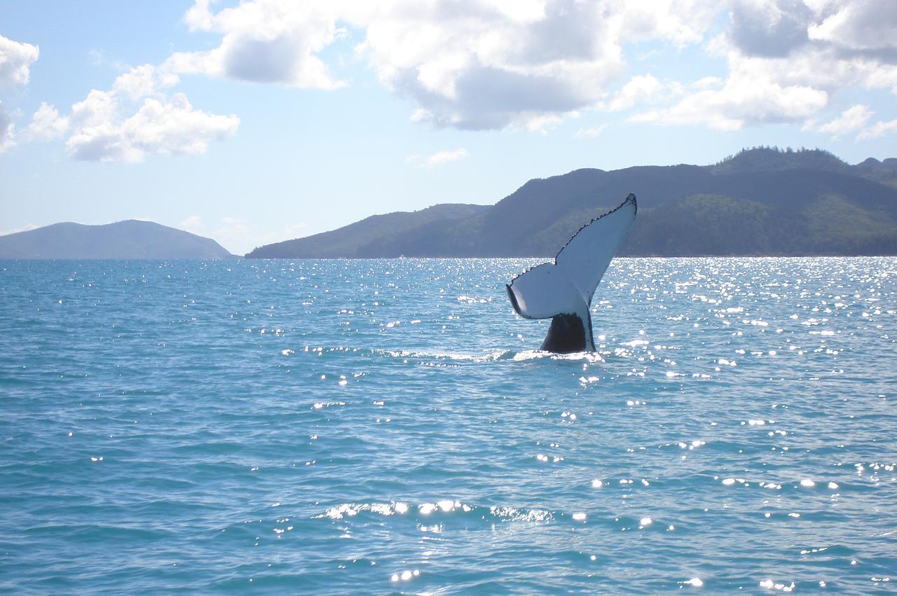 Marina View Apartment Airlie Beach Exteriör bild